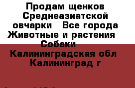 Продам щенков Среднеазиатской овчарки - Все города Животные и растения » Собаки   . Калининградская обл.,Калининград г.